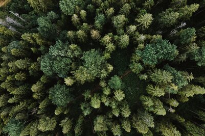Wald von oben | © Olena Sergienko